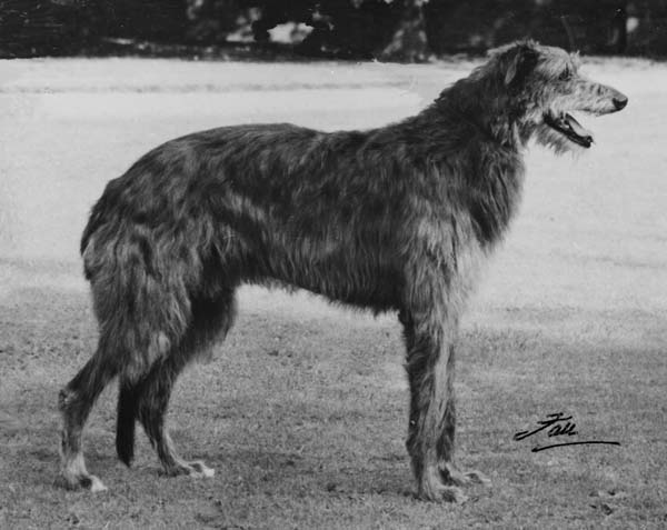  CH.ROTHERWOOD BRANDON