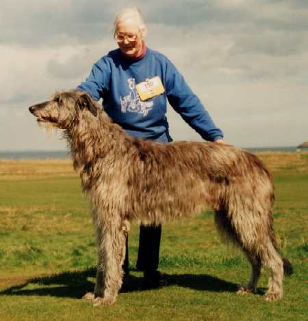  CH.GLANTONMOOR GA'ICK  GREYSTIEL